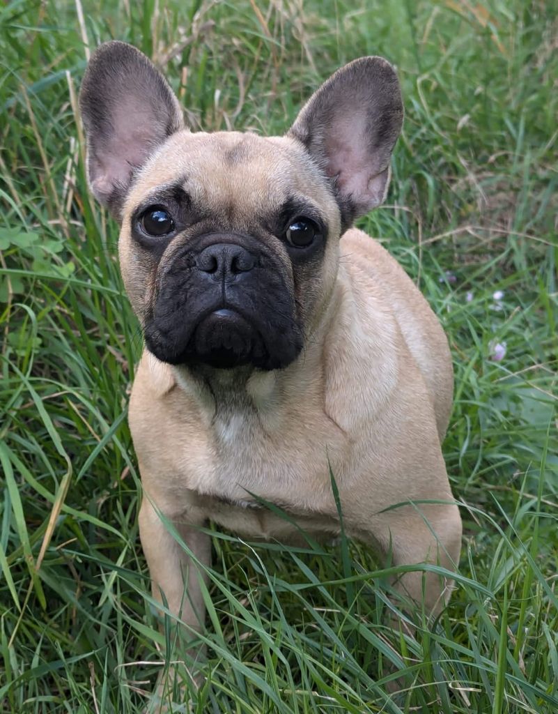 Du Clos Saint Jacques - Chiot disponible  - Bouledogue français