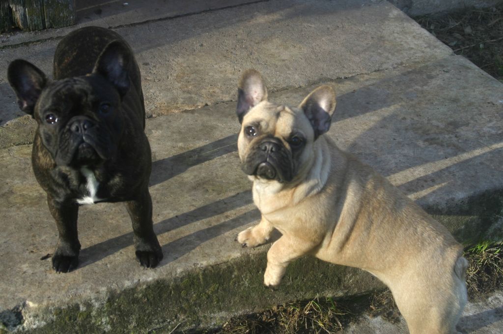 chiot Bouledogue français Du Clos Saint Jacques