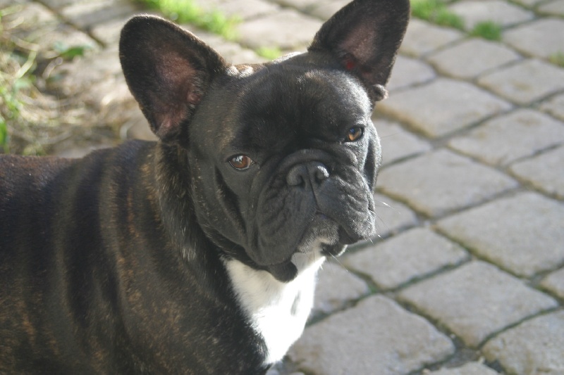 Loulou Du Clos Saint Jacques