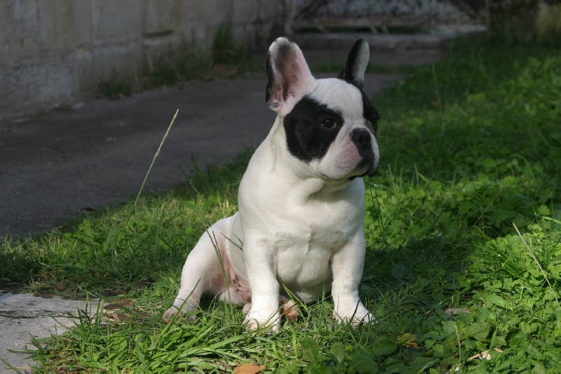Leopold de Goldenhouse