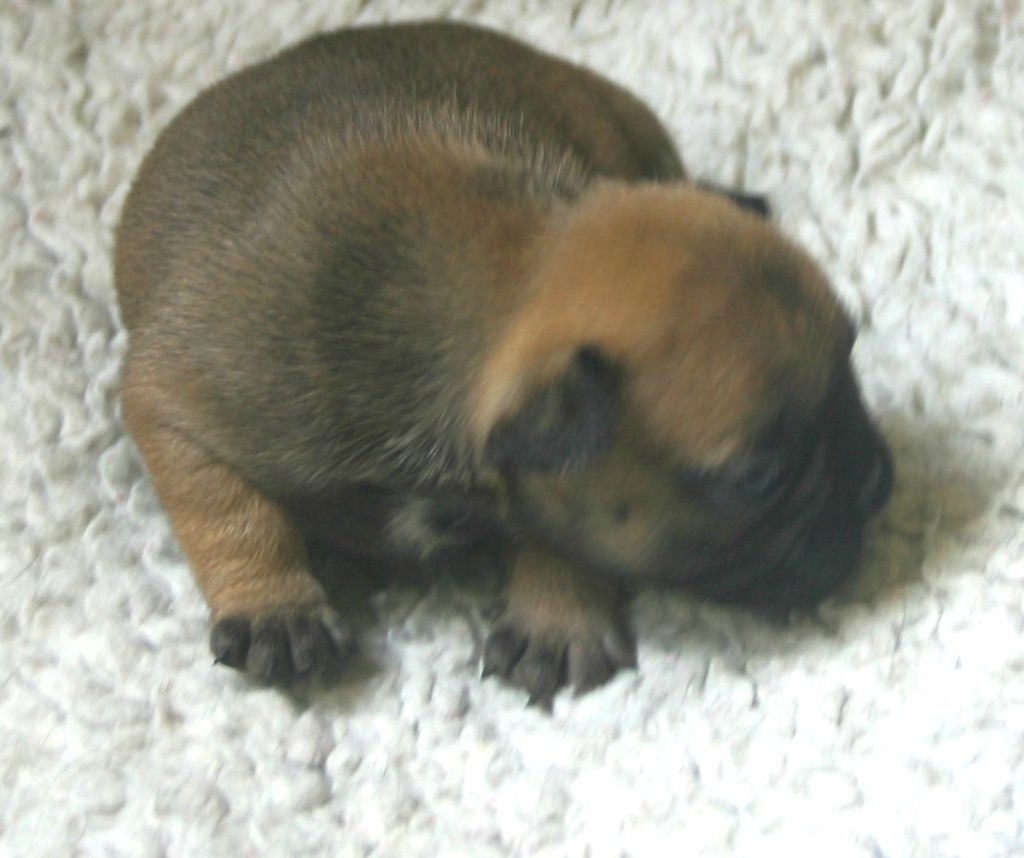 Du Clos Saint Jacques - Chiots disponibles - Bouledogue français