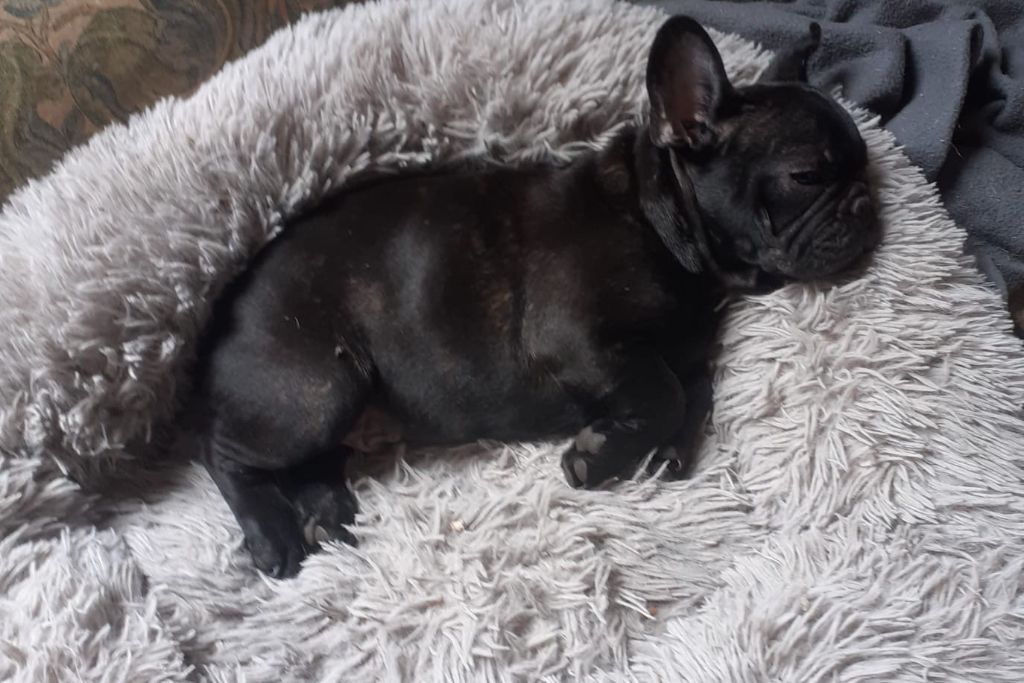 Du Clos Saint Jacques - Chiots disponibles - Bouledogue français