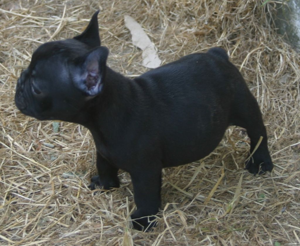 Du Clos Saint Jacques - Chiots disponibles - Bouledogue français