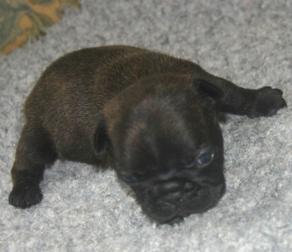 Du Clos Saint Jacques - Chiots disponibles - Bouledogue français