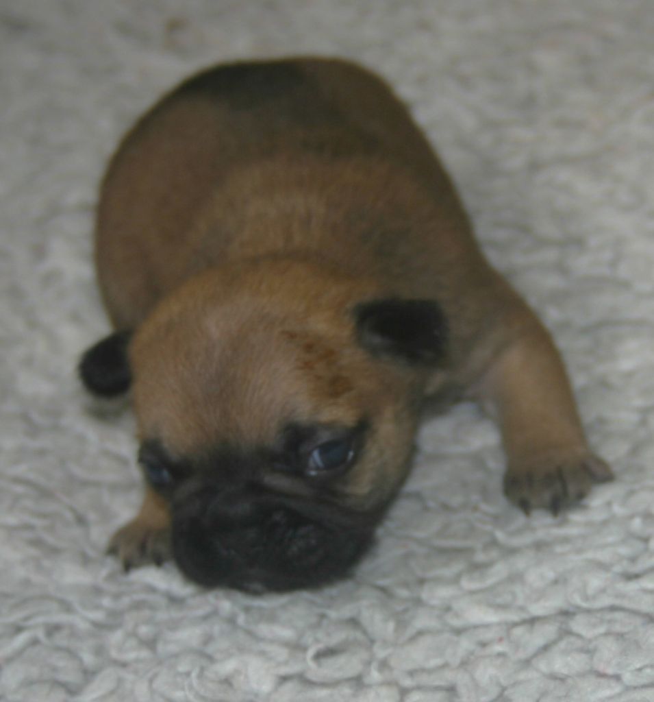 Du Clos Saint Jacques - Chiots disponibles - Bouledogue français
