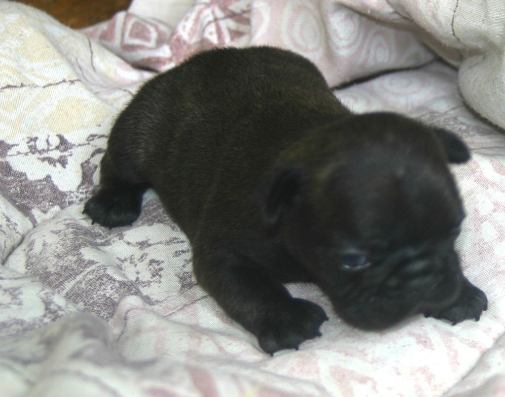 Du Clos Saint Jacques - Chiots disponibles - Bouledogue français