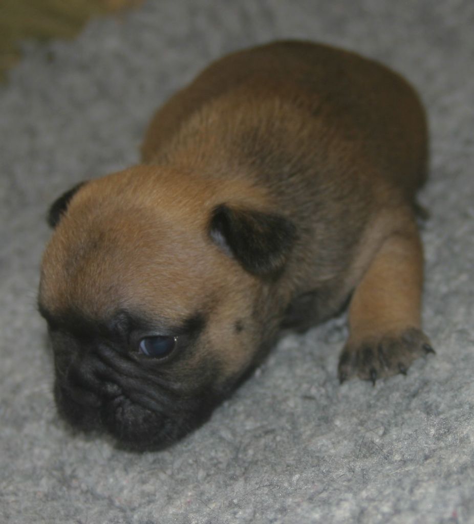 Du Clos Saint Jacques - Chiots disponibles - Bouledogue français