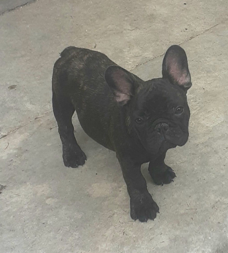 Du Clos Saint Jacques - Chiots disponibles - Bouledogue français