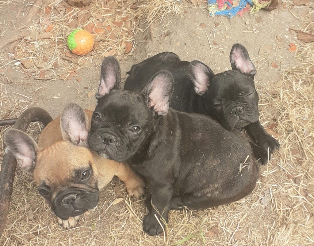 Du Clos Saint Jacques - Chiots disponibles - Bouledogue français