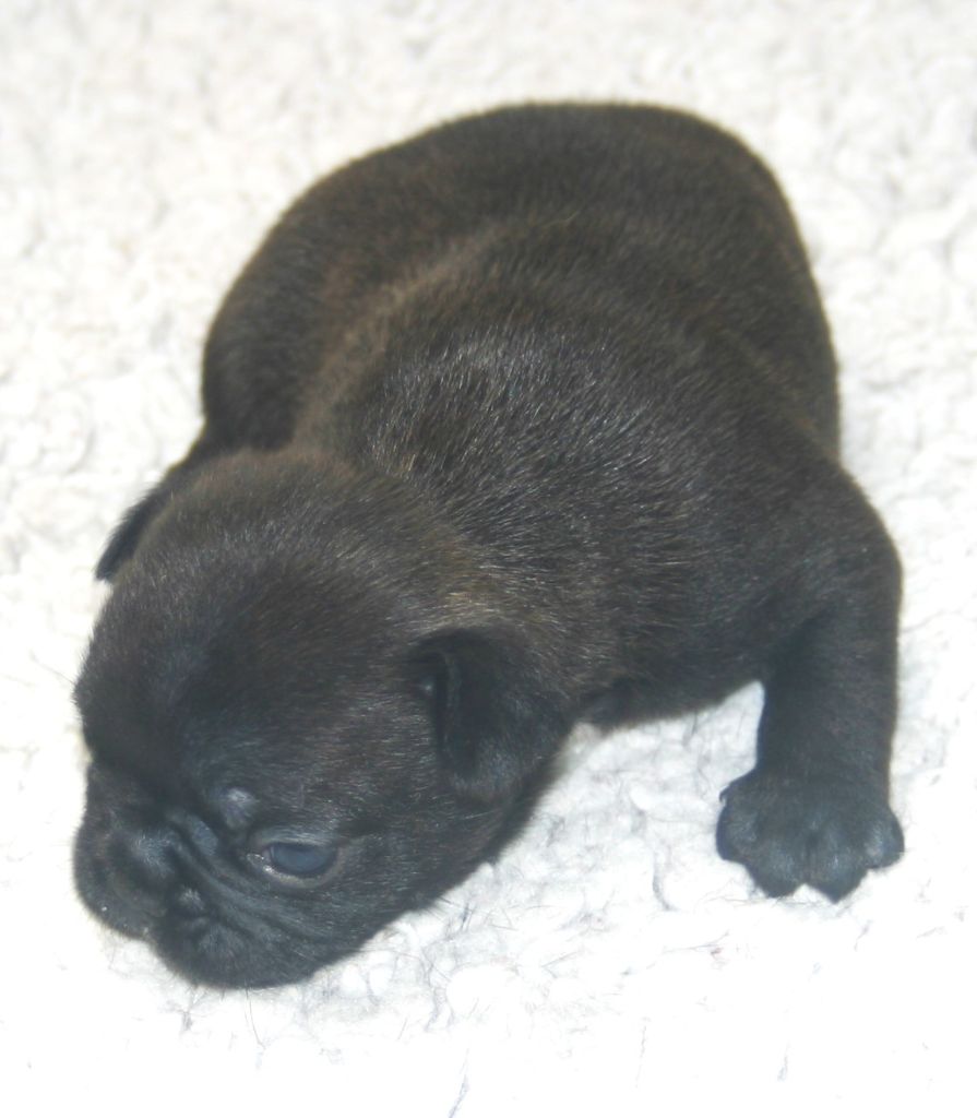 Du Clos Saint Jacques - Chiots disponibles - Bouledogue français
