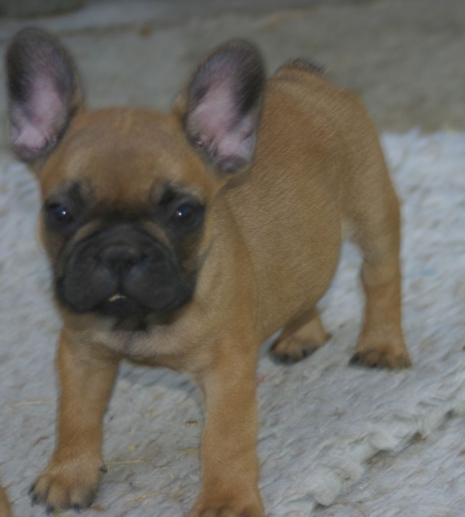 Du Clos Saint Jacques - Chiots disponibles - Bouledogue français