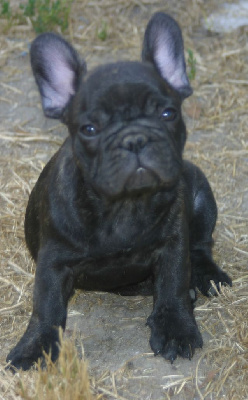 CHIOT 2