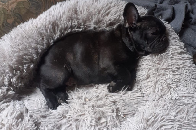 CHIOT 3