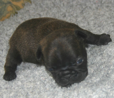 CHIOT 3