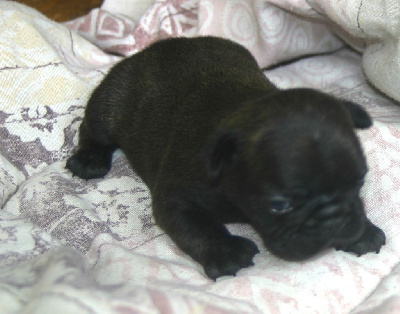 CHIOT 2