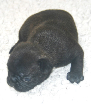 CHIOT 1