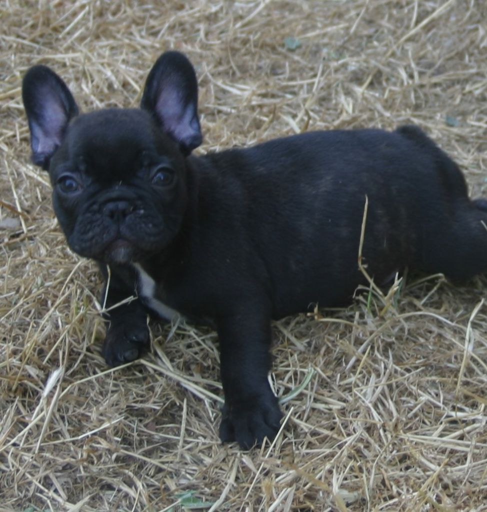 Du Clos Saint Jacques - Chiots disponibles - Bouledogue français