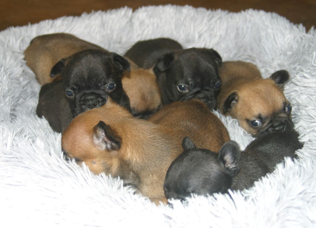 Chiot Bouledogue français Du Clos Saint Jacques